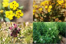 Check spelling or type a new query. Frontiers Dissection For Floral Micromorphology And Plastid Genome Of Valuable Medicinal Borages Arnebia And Lithospermum Boraginaceae Plant Science