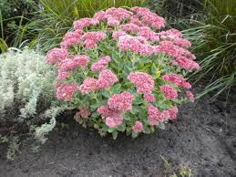 Leaves are dark, shiny green and the edges may be finely toothed or smooth with both types present on one plant. Autumn Joy Sedum One Of The Best Year Around Sun Plant Plants Texas Plants Flowering Shrubs