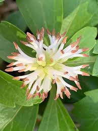 Image result for Buxaceae