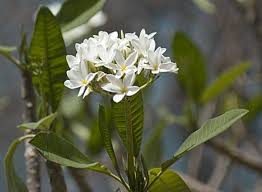 Dan heb je geluk, want hier zijn ze. Flower Photos From Costa Rica Flower Photos Unusual Flowers Frangipani