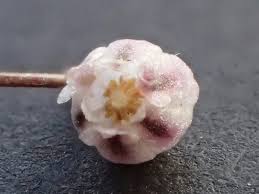 Image result for Litanthus pusillus