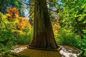 Grove of the patriarchs trail. Grove Of The Patriarchs Trail Reviews U S News Travel