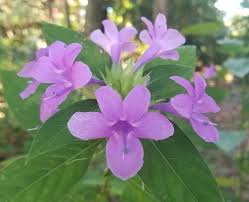Image result for Barleria