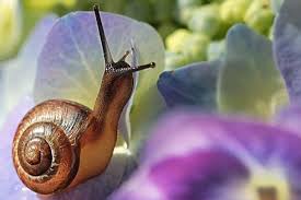 Buku tematik tema 2 kelas 2 sd berjudul bermain di lingkunganku. Kunci Jawaban Tema 1 Kelas 5 Sd Dan Mi Halaman 45 46 49 Subtema 1 Tentang Organ Gerak Hewan Portal Jember