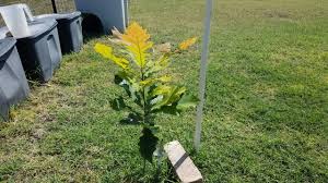 Image result for oak sapling