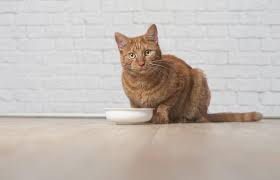 Antioxidant blend with vitamin e to help support the immune system of your pet. Science Diet Cat Food Reviews Lovetoknow