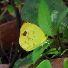 Image result for Mimosa Yellow 1990 Tracer