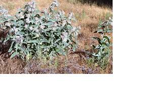 Image result for Acacia eriocarpa