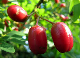 Image result for Rourea orientalis