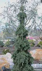 Dark green evergreen needles are slightly curved on closely set limbs, creating a slender, uniform form with dense branching to the ground. Picea The Spruce Tree At Portland Nursery And Garden Center