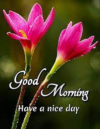 Krishna good morning status whatsapp good morning song download. Good Morning Images For Whatsapp Good Morning Flowers Quotes Good Morning Images Flowers Good Morning Images