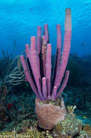 David J Fishman Beautiful Sea Creatures Sea Plants Sea Animals