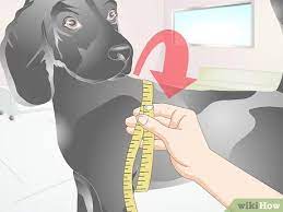 We did not find results for: How To Measure A Dog For A Harness 7 Steps With Pictures