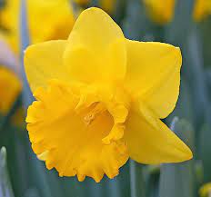 Yellow River Zones 3 To 8 Traditionalists Love This Classic Golden Daffodil It Has Graced Gardens For More Than 5 Daffodil Bulbs Daffodils Front Flower Beds