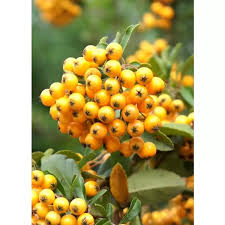 Image result for Pyracantha coccinea golden charmer