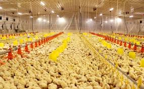 Custo de energia das granjas &ndash; o item de maior custo de produ&ccedil;&atilde;o ...