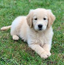 Golden retrievers are a popular dog breed for use as a family pet. Upstate Goldens Home Facebook
