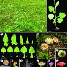 Image result for Emilia debilis