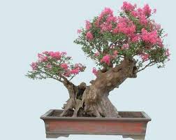 This can be achieved through carving, or by encouraging new growth on. Miniature Crape Myrtles Make Beautiful Bonsai Trees The Crape Myrtle Company