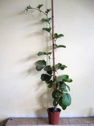 Image result for Cyphostemma quinatum