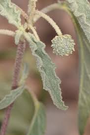 Image result for Chrozophora plicata