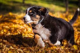 Gehe in den kindergarten auf der suche nach dem zukünftigen haustier, achte auf seinen charakter. Berner Sennenhund Ein Idealer Familienhund