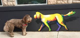 Tucson is a big city that has a diversity of pet stores. Holistic Pet Store Tucson The Y Guide