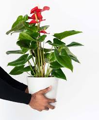 Anthurium is very clean and keeps the water clear. Anthurium 101 How To Care For Anthuriums Bloomscape