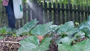How can i get rid of ivy in the garden. Easiest Way To Get Rid Of English Ivy For Good Pretty Handy Girl