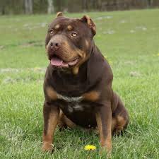 1 436 Likes 47 Comments No Love Bullies C Nolovebullies On Instagram Ms Bam Bam In 2020 American Bully Pitbull Funny Animal Videos American Bully