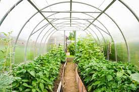 There is more to starting a business than just registering it with the state. Starting A Greenhouse Business Here S What You Need To Know