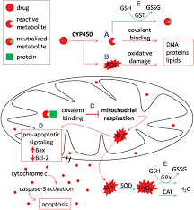 Antidepressants And Antipsychotics Induced Hepatotoxicity Springerlink