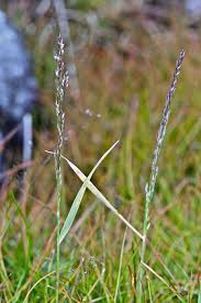 Image result for Agrostis pilgeriana