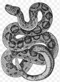 We did not find results for: Red Snake Boa Constrictor Kingsnakes Boas Constriction Snake Animals Vertebrate Png Pngegg