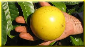 Bagaimana dengan hewan yang diawali dengan huruf f? Nama Buah Berawalan Huruf A Www Buahaz Com