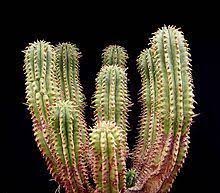 Image result for Euphorbia memoralis