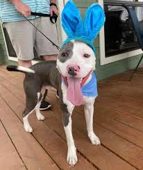 Snow Belles Shaved Ice added a...