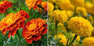 Marigold Farming In Polyhouse For Maximum Profits Agri Farming