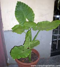 Image result for Marquesia macroura