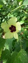 Image result for Hibiscus calyphyllus