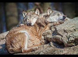 White Wolf 17 Photos Of Sleeping Wolves Will Make You Envious To Take A Nap Sleeping Wolf Sleepy Animals Wolf Dog