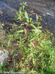 Image result for foto Dvouzubec