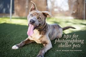 Tips On Photographing Shelter Pets With Mcgraw Photography Saving Homeless Pets Through Photography Avec Images Chien Animaux Photographier