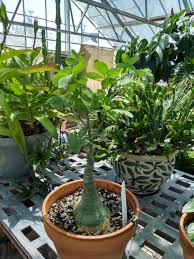 Image result for Adenia glauca