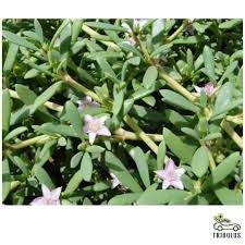 Image result for Sesuvium