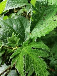 Image result for Girardinia diversifolia