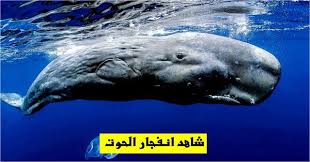 شاهد انفجار بطن الحوت In 2020 Whale Animals Giants