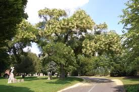 Image result for Styphnolobium