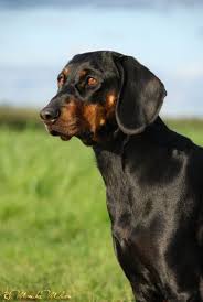 Black And Tan Dog Breeds List Polish Hunting Dog Origin Poland Dog Photography Dog Breeds Hunting Dogs