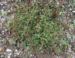 Image result for Amaranthus praetermissus